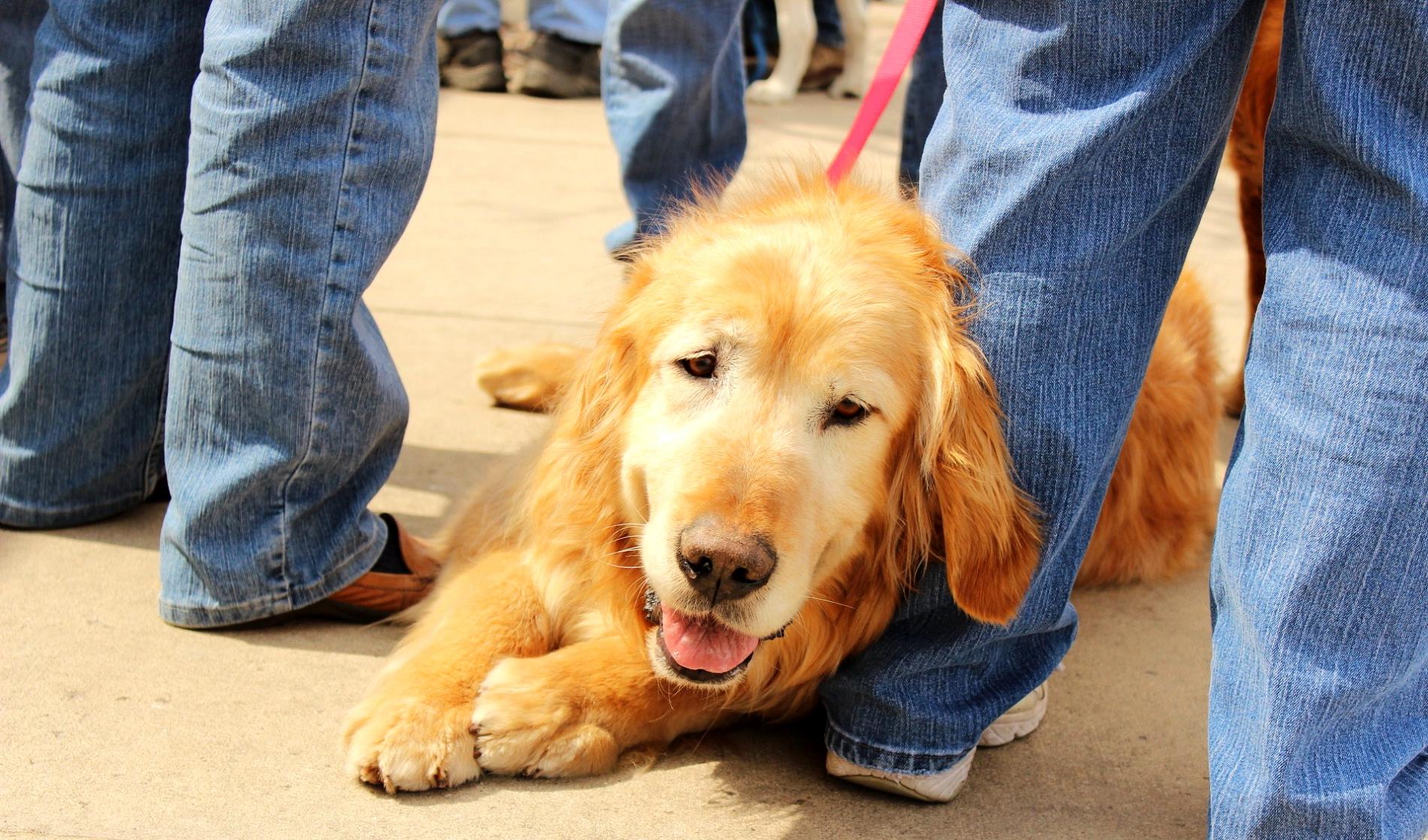 leaning golden retriever